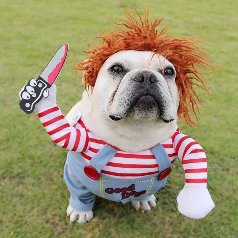 Funny Halloween Costumes For Dogs - Once & AGAIN Home Appliance Shop